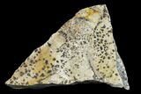 Dendrites On Limestone - Utah #134814-2